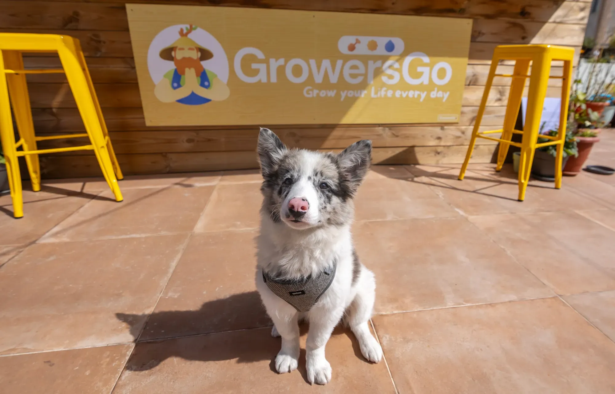 Pet Friendly - Mascotas bienvenidas